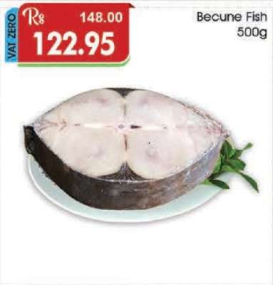 Becune Fish