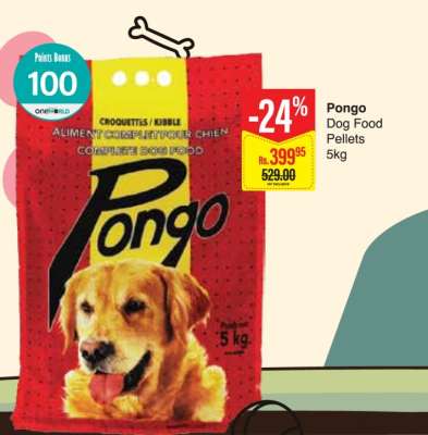 Pongo